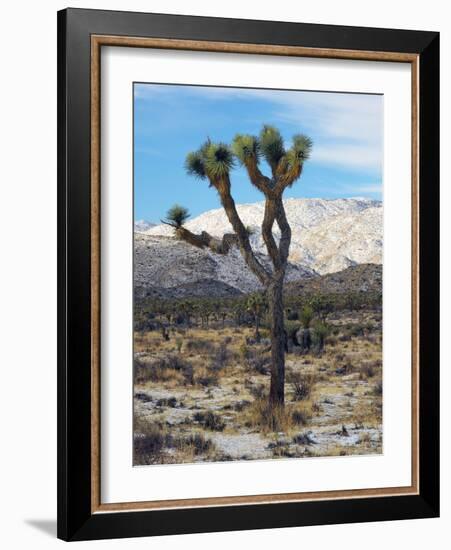 Joshua Trees in Winter, Joshua Tree National Park, California, USA-Michel Hersen-Framed Photographic Print