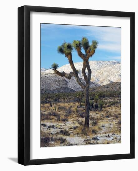 Joshua Trees in Winter, Joshua Tree National Park, California, USA-Michel Hersen-Framed Photographic Print