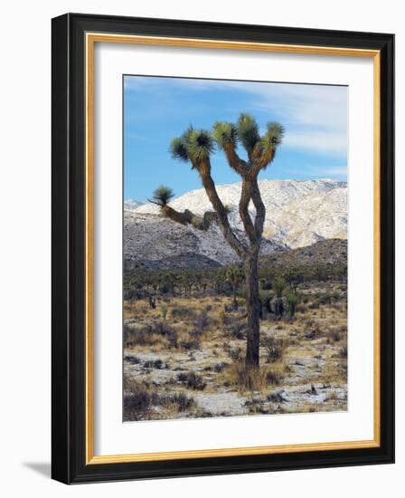 Joshua Trees in Winter, Joshua Tree National Park, California, USA-Michel Hersen-Framed Photographic Print