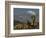 Joshua Trees in Winter, Joshua Tree National Park, California, USA-Michel Hersen-Framed Photographic Print