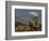 Joshua Trees in Winter, Joshua Tree National Park, California, USA-Michel Hersen-Framed Photographic Print