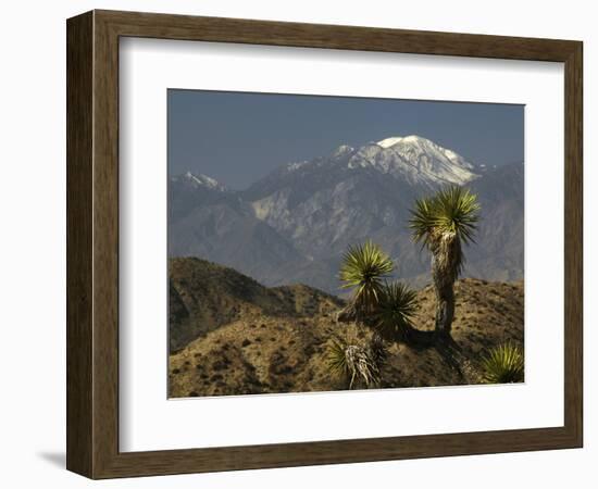 Joshua Trees in Winter, Joshua Tree National Park, California, USA-Michel Hersen-Framed Photographic Print