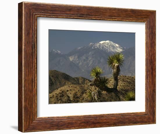 Joshua Trees in Winter, Joshua Tree National Park, California, USA-Michel Hersen-Framed Photographic Print