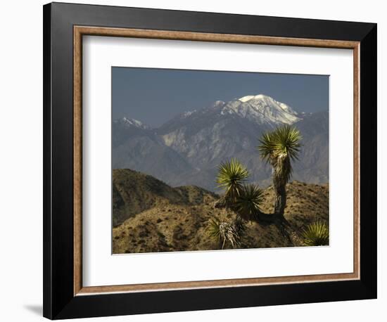 Joshua Trees in Winter, Joshua Tree National Park, California, USA-Michel Hersen-Framed Photographic Print