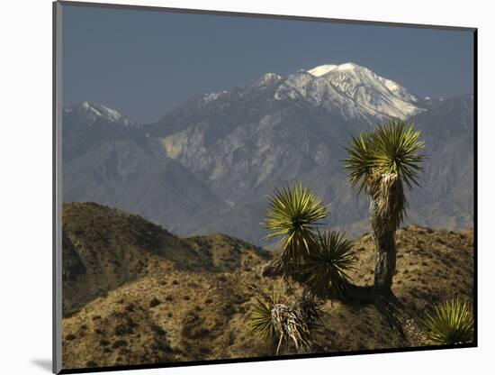 Joshua Trees in Winter, Joshua Tree National Park, California, USA-Michel Hersen-Mounted Photographic Print