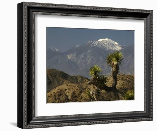 Joshua Trees in Winter, Joshua Tree National Park, California, USA-Michel Hersen-Framed Photographic Print