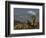 Joshua Trees in Winter, Joshua Tree National Park, California, USA-Michel Hersen-Framed Photographic Print