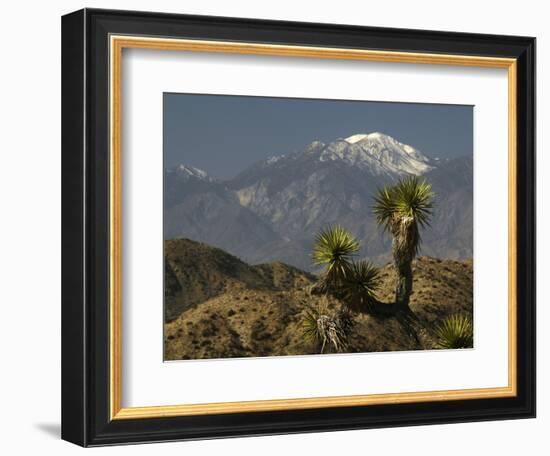 Joshua Trees in Winter, Joshua Tree National Park, California, USA-Michel Hersen-Framed Photographic Print