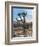 Joshua Trees in Winter, Joshua Tree National Park, California, USA-Michel Hersen-Framed Photographic Print