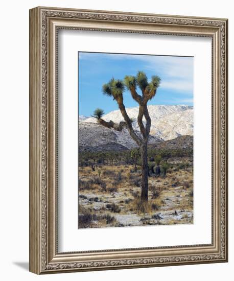 Joshua Trees in Winter, Joshua Tree National Park, California, USA-Michel Hersen-Framed Photographic Print