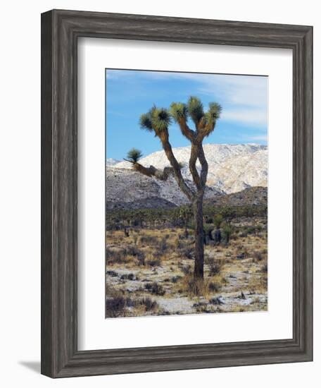 Joshua Trees in Winter, Joshua Tree National Park, California, USA-Michel Hersen-Framed Photographic Print