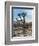 Joshua Trees in Winter, Joshua Tree National Park, California, USA-Michel Hersen-Framed Photographic Print