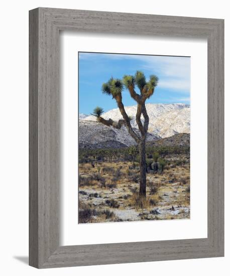 Joshua Trees in Winter, Joshua Tree National Park, California, USA-Michel Hersen-Framed Photographic Print