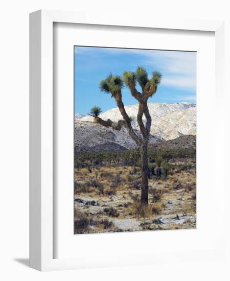 Joshua Trees in Winter, Joshua Tree National Park, California, USA-Michel Hersen-Framed Photographic Print