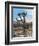 Joshua Trees in Winter, Joshua Tree National Park, California, USA-Michel Hersen-Framed Photographic Print