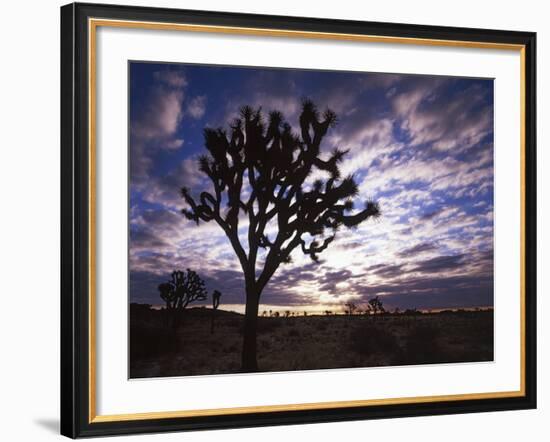 Joshua Trees, Joshua Tree National Park, California, USA-Charles Gurche-Framed Photographic Print