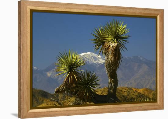 Joshua Trees, Joshua Tree National Park, California, USA-Michel Hersen-Framed Premier Image Canvas