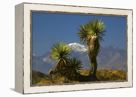 Joshua Trees, Joshua Tree National Park, California, USA-Michel Hersen-Framed Premier Image Canvas