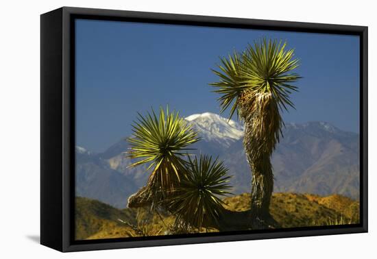 Joshua Trees, Joshua Tree National Park, California, USA-Michel Hersen-Framed Premier Image Canvas