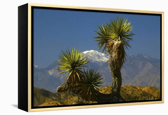 Joshua Trees, Joshua Tree National Park, California, USA-Michel Hersen-Framed Premier Image Canvas