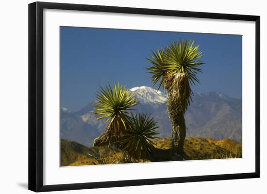 Joshua Trees, Joshua Tree National Park, California, USA-Michel Hersen-Framed Photographic Print