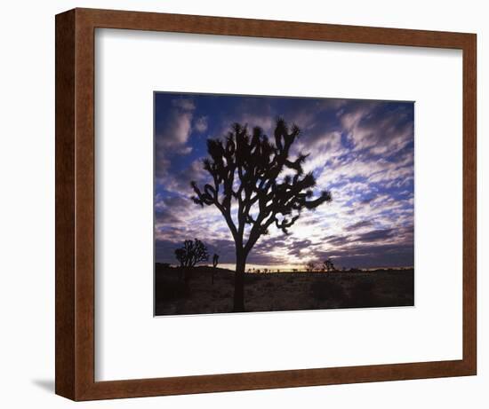 Joshua Trees, Joshua Tree National Park, California, USA-Charles Gurche-Framed Photographic Print