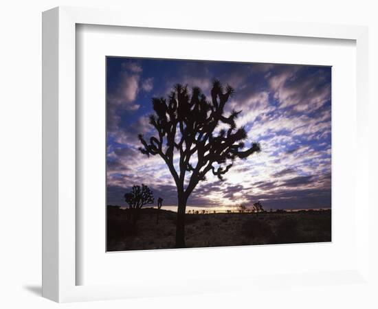 Joshua Trees, Joshua Tree National Park, California, USA-Charles Gurche-Framed Photographic Print