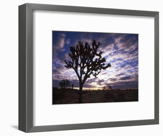 Joshua Trees, Joshua Tree National Park, California, USA-Charles Gurche-Framed Photographic Print