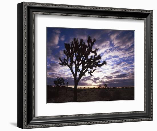 Joshua Trees, Joshua Tree National Park, California, USA-Charles Gurche-Framed Photographic Print
