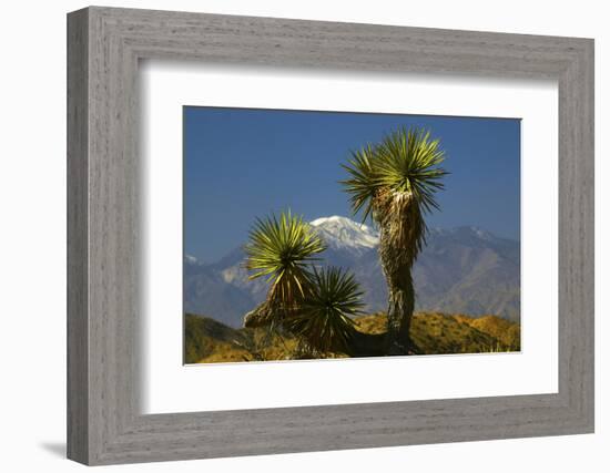 Joshua Trees, Joshua Tree National Park, California, USA-Michel Hersen-Framed Photographic Print