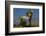 Joshua Trees, Joshua Tree National Park, California, USA-Michel Hersen-Framed Photographic Print