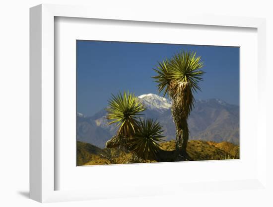 Joshua Trees, Joshua Tree National Park, California, USA-Michel Hersen-Framed Photographic Print