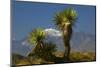 Joshua Trees, Joshua Tree National Park, California, USA-Michel Hersen-Mounted Photographic Print