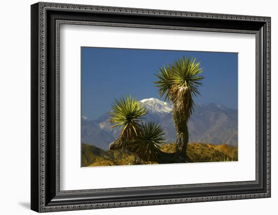 Joshua Trees, Joshua Tree National Park, California, USA-Michel Hersen-Framed Photographic Print