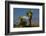 Joshua Trees, Joshua Tree National Park, California, USA-Michel Hersen-Framed Photographic Print