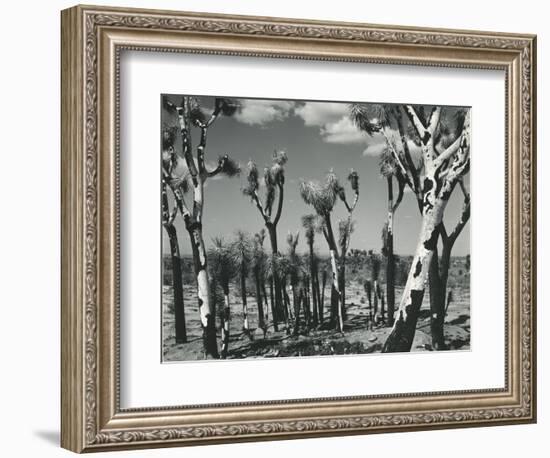 Joshua Trees, Mojave Desert, 1942-Brett Weston-Framed Photographic Print