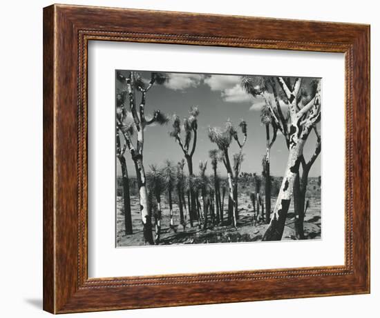 Joshua Trees, Mojave Desert, 1942-Brett Weston-Framed Photographic Print