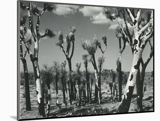 Joshua Trees, Mojave Desert, 1942-Brett Weston-Mounted Photographic Print