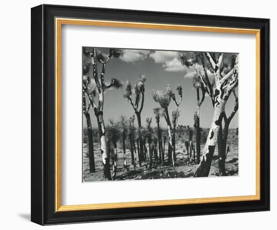 Joshua Trees, Mojave Desert, 1942-Brett Weston-Framed Photographic Print