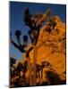 Joshua Trees, Mojave Desert, California, USA-Jerry Ginsberg-Mounted Photographic Print