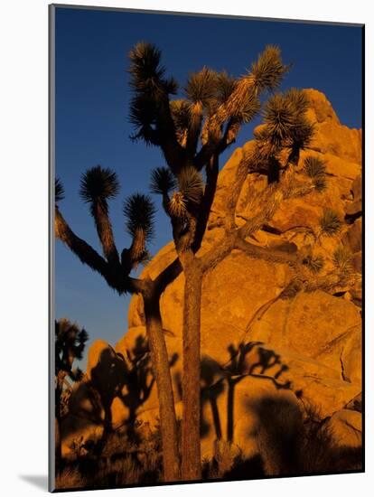 Joshua Trees, Mojave Desert, California, USA-Jerry Ginsberg-Mounted Photographic Print