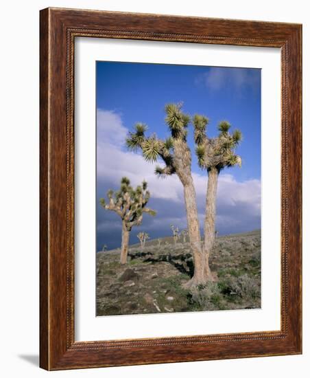 Joshua Trees Near Death Valley, Joshua Tree National Park, California, USA-Roy Rainford-Framed Photographic Print