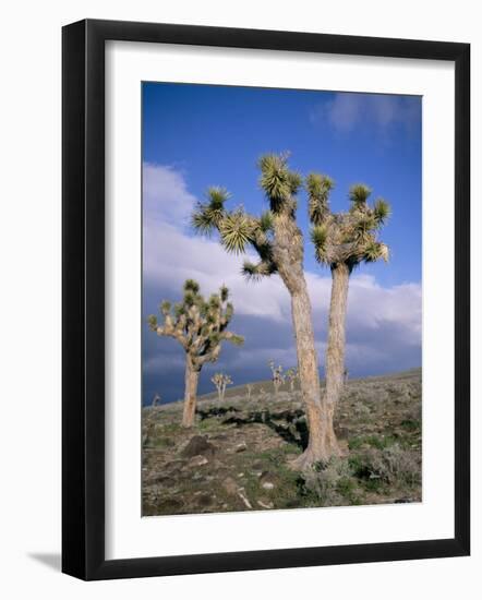 Joshua Trees Near Death Valley, Joshua Tree National Park, California, USA-Roy Rainford-Framed Photographic Print