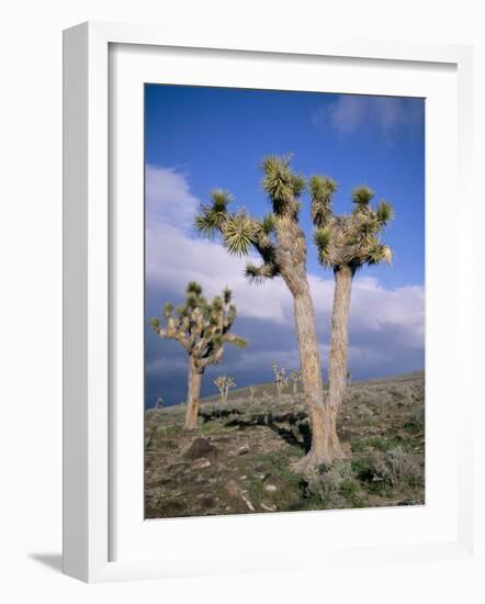 Joshua Trees Near Death Valley, Joshua Tree National Park, California, USA-Roy Rainford-Framed Photographic Print