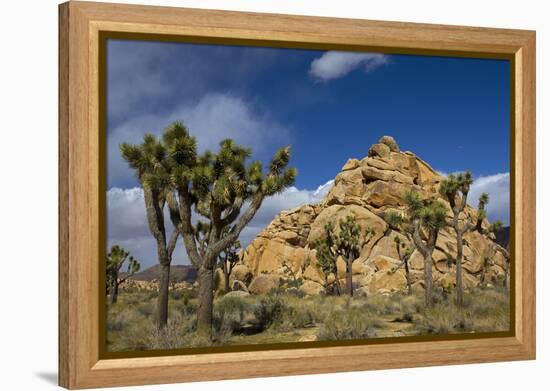 Joshua Trees, Queen Valley, Joshua Tree National Park, California, USA-Charles Gurche-Framed Premier Image Canvas