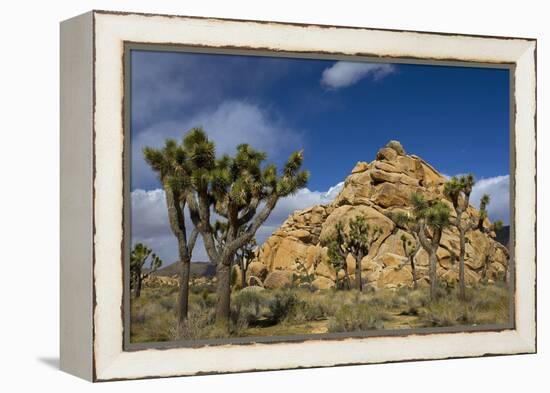 Joshua Trees, Queen Valley, Joshua Tree National Park, California, USA-Charles Gurche-Framed Premier Image Canvas