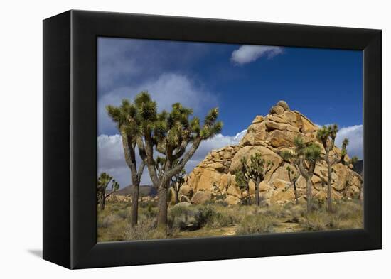 Joshua Trees, Queen Valley, Joshua Tree National Park, California, USA-Charles Gurche-Framed Premier Image Canvas