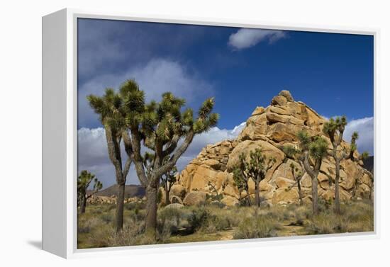 Joshua Trees, Queen Valley, Joshua Tree National Park, California, USA-Charles Gurche-Framed Premier Image Canvas