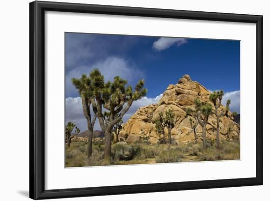 Joshua Trees, Queen Valley, Joshua Tree National Park, California, USA-Charles Gurche-Framed Photographic Print