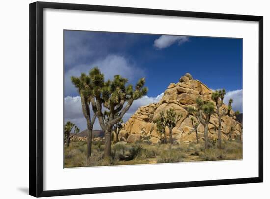 Joshua Trees, Queen Valley, Joshua Tree National Park, California, USA-Charles Gurche-Framed Photographic Print